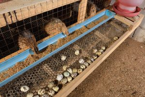 5 Things You Need to Know About Raising Quails in Your Apartment or Home