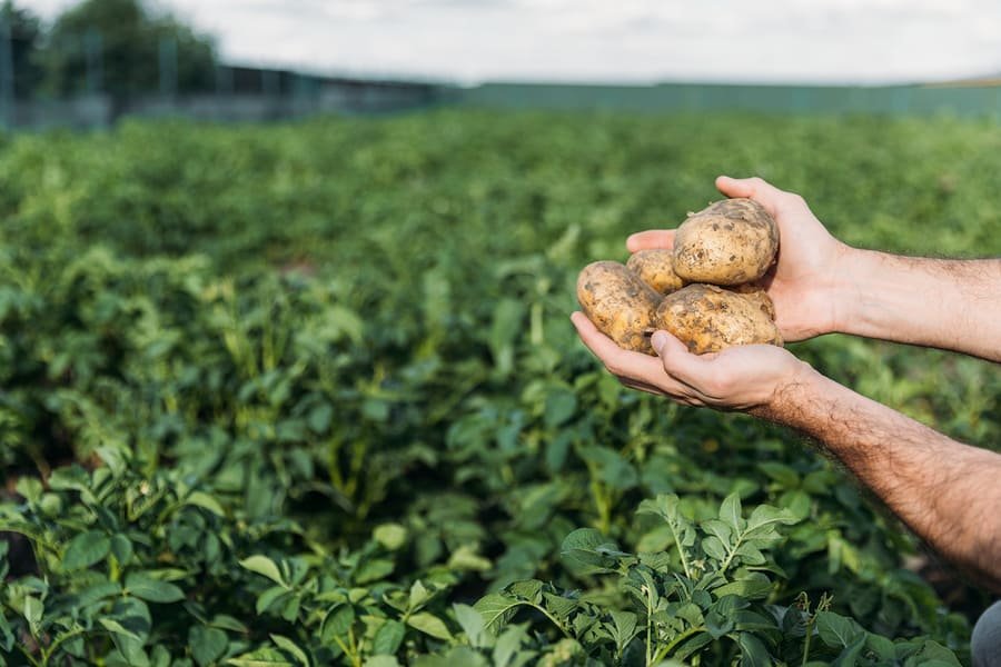 5 Best Crops for Self-Sufficiency