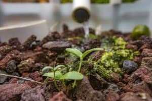 How to Start Your Own Aquaponics System to Prepare for Emergencies