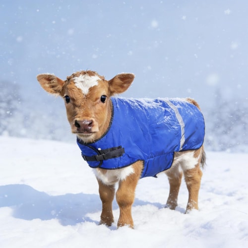 Goat-Blankets-for-Winter-Calf